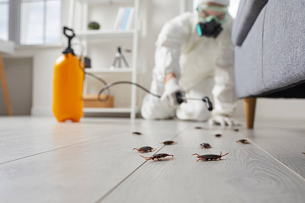 Post-Treatment Bed Bug Interceptor Monitoring in Newhall